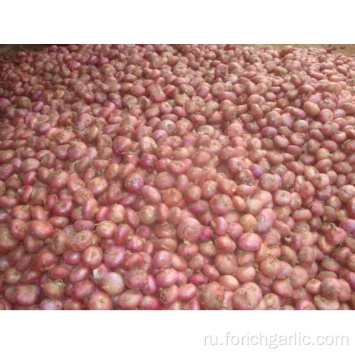 Лучшее качество красного лука в провинции Шаньдун